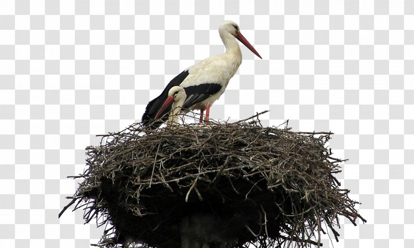 Bird Nest Parrot White Stork - Crane Transparent PNG