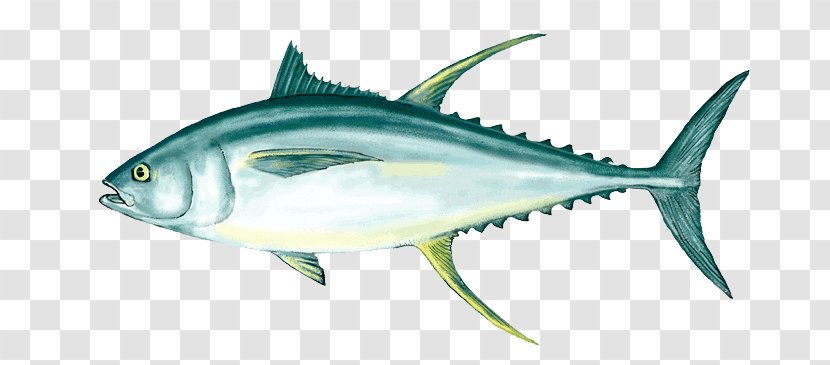 Tuna Fish Sandwich Bigeye Yellowfin Albacore - True Tunas Transparent PNG