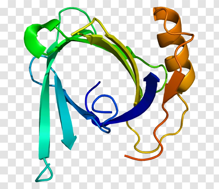 Lipocalin-2 Lipocalin 1 Protein Protease - Globin - Artwork Transparent PNG
