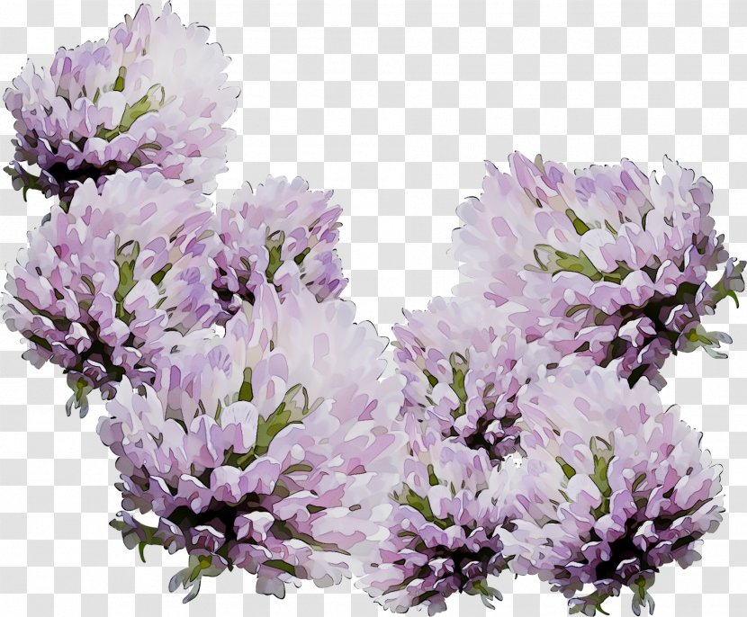 English Lavender Subshrub - Flower - Lilac Transparent PNG