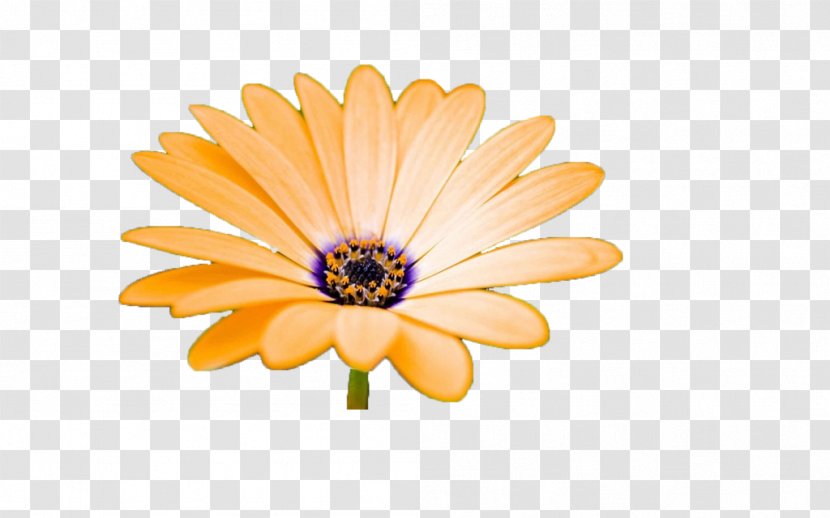 Clip Art - Chrysanthemum - Bloom Transparent PNG