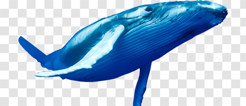 Whales Blue Whale Transparency Clip Art - Tucuxi - Tiktok Mockup Transparent PNG