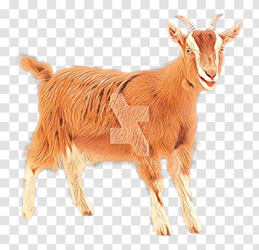 Feral Goat Sheep Bovidae Cat Transparent PNG