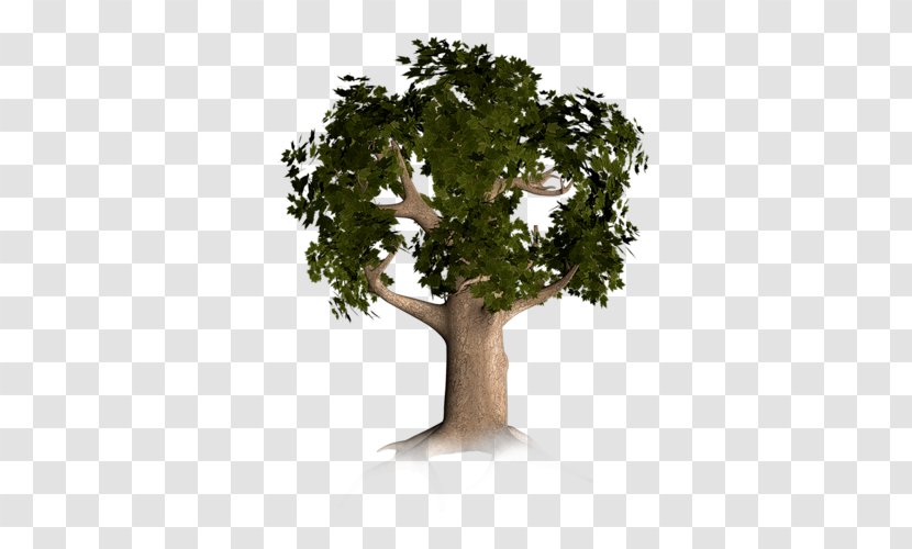 Trunk Branch Tree Download - Oak Transparent PNG