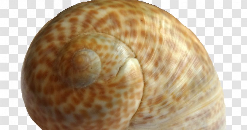 Sea Snail Clam Escargot Grooved Carpet Shell Transparent PNG