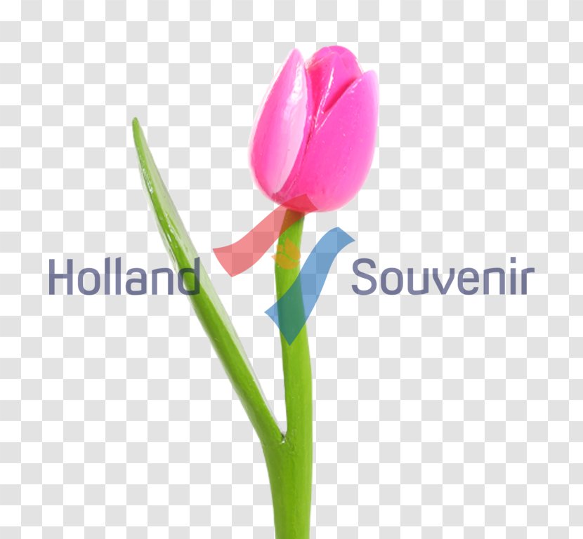 Tulip Desktop Wallpaper Petal Plant Stem Computer Transparent PNG