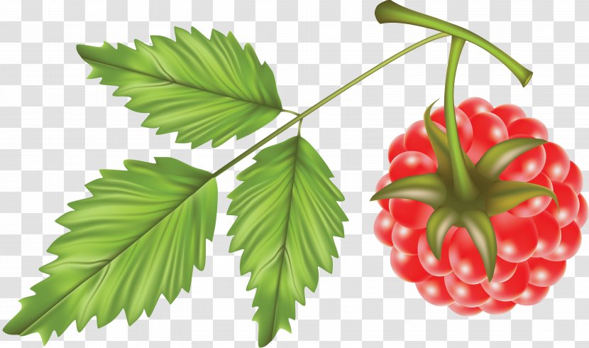 Red Raspberry Clip Art - Fruit Transparent PNG