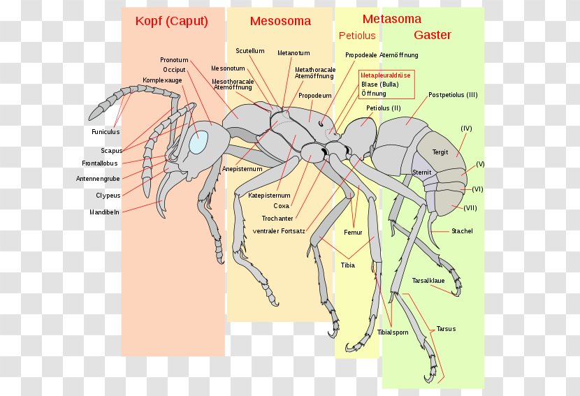 Red Imported Fire Ant Insect Anatomy Gaster - Cartoon Transparent PNG