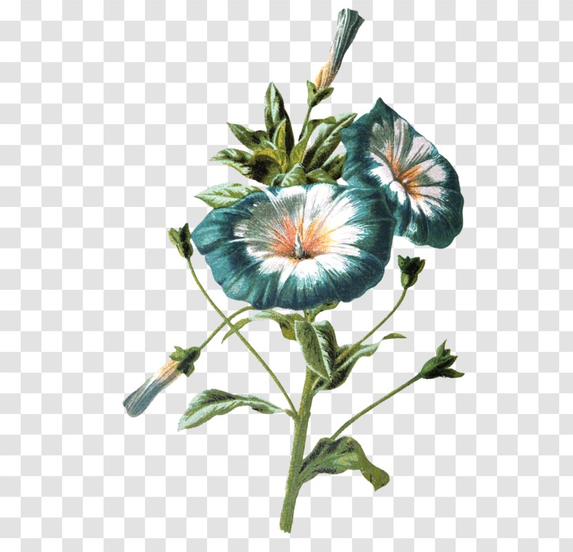 Flower - Plant - Image Resolution Transparent PNG