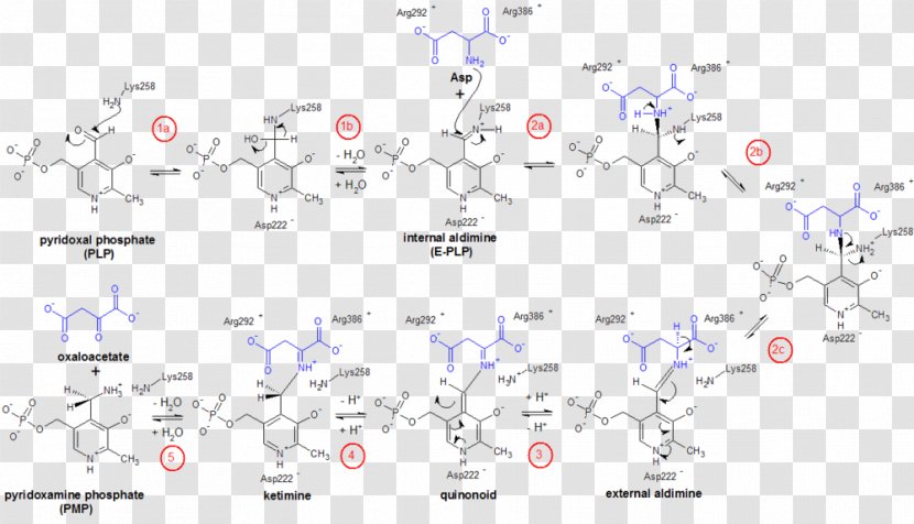 Biosynthesis Metabolism Biochemistry Alpha-Ketoglutaric Acid Polysaccharide - Alphaketoglutaric - Catabolism Transparent PNG