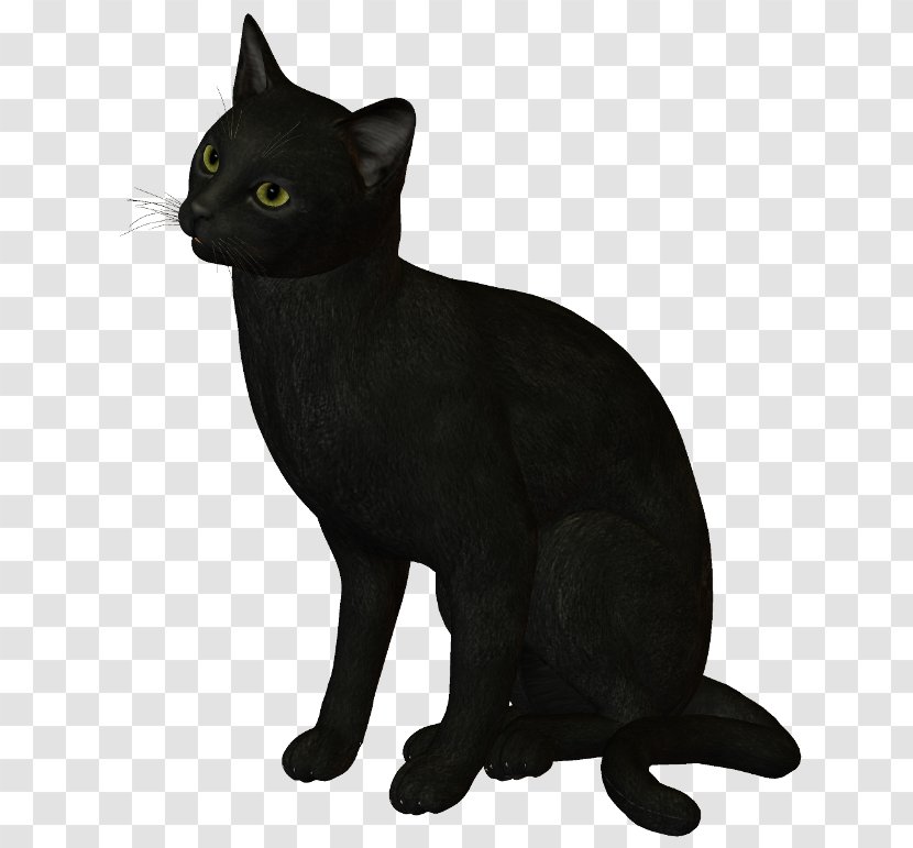 Black Cat Bombay Korat Burmese Havana Brown - Carnivoran Transparent PNG