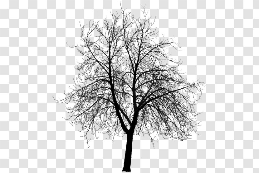 Tree Silhouette Building Architect Drawing - Elm Transparent PNG