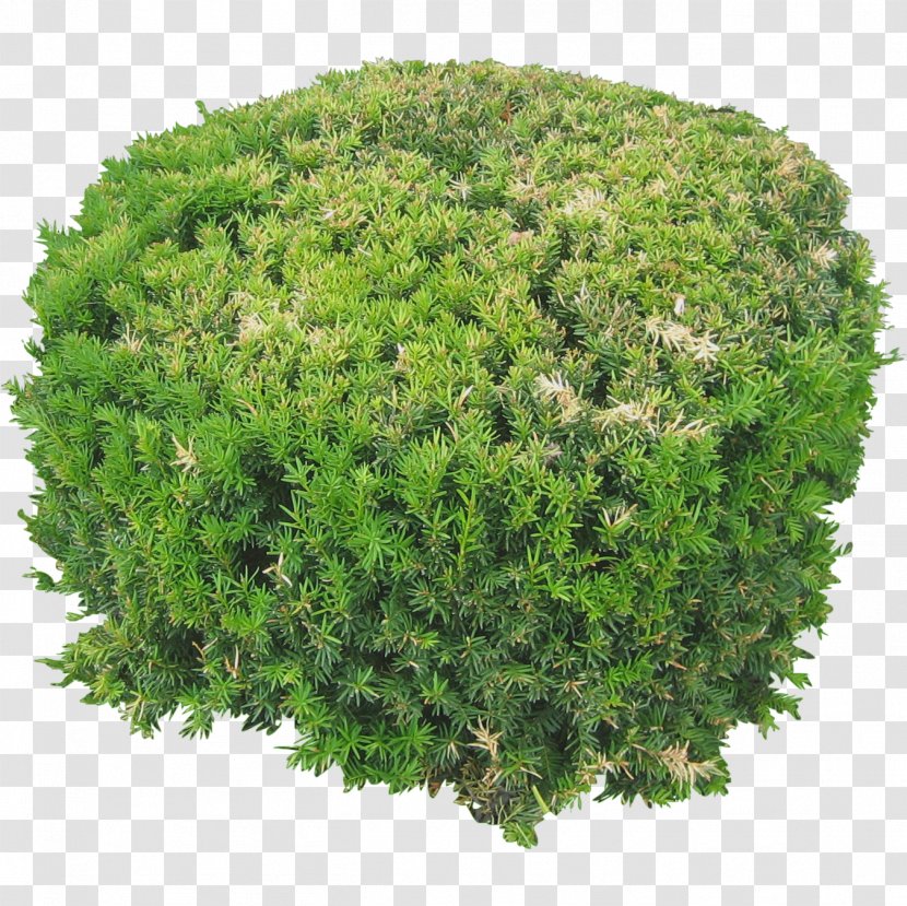 Shrub Tree Rendering - Flower - Plants Flowers Image Top View Transparent PNG