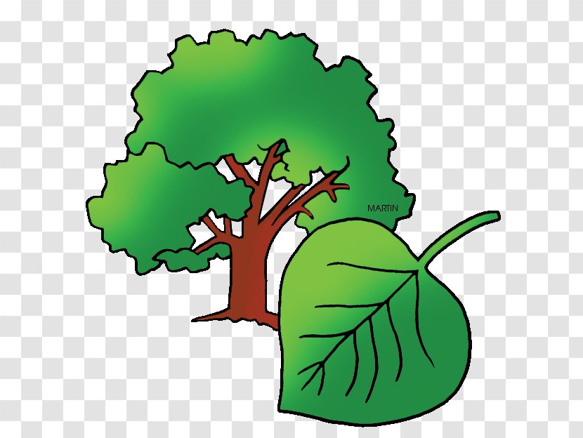 Cottonwood Plant Cell Populus Sect. Aigeiros Clip Art - Free Content - Wyoming Cliparts Transparent PNG