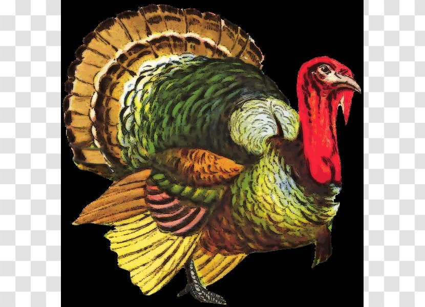 Turkey Meat Desktop Wallpaper Clip Art - Fauna Transparent PNG