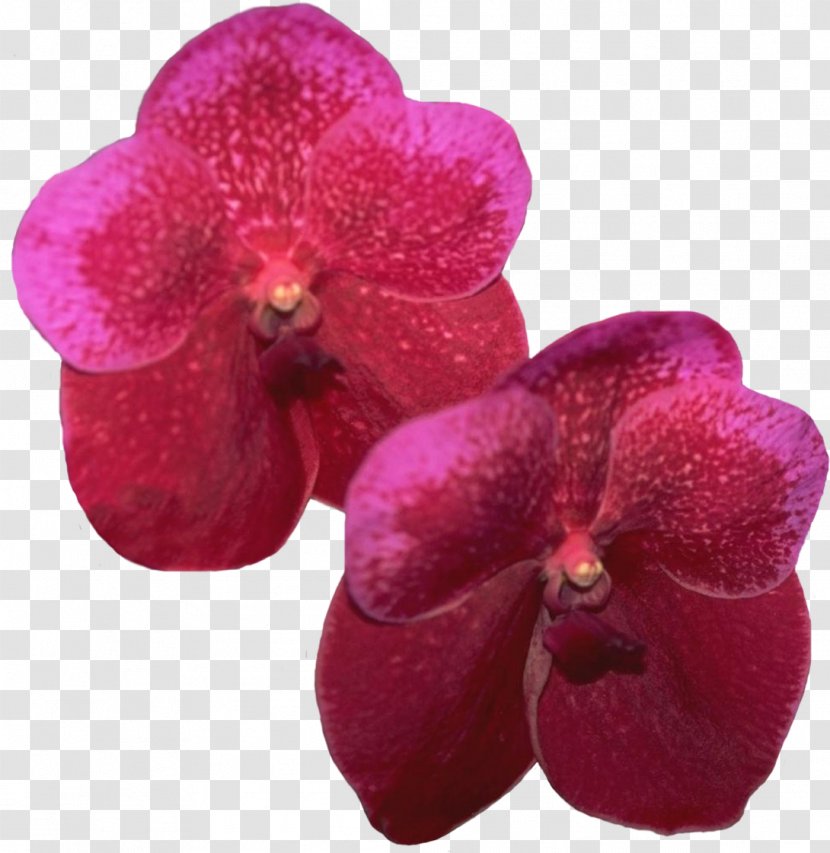 Lilac Violet Magenta Purple Moth Orchids - Plant Transparent PNG