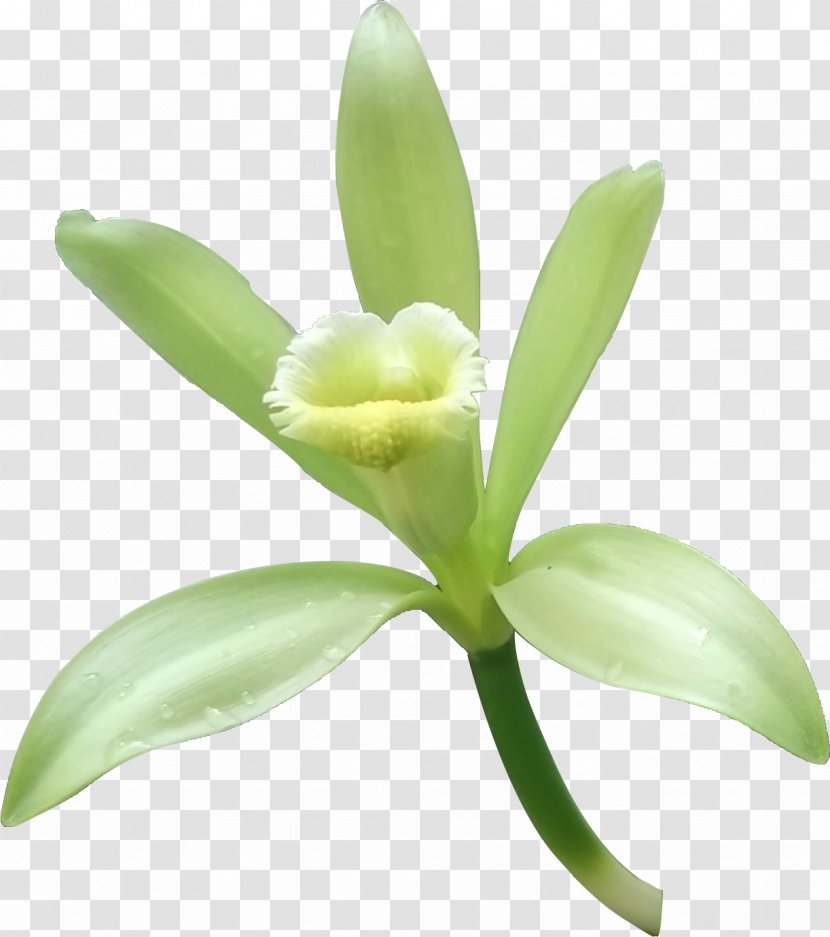 Herb Vanilla - Green Herbs Transparent PNG