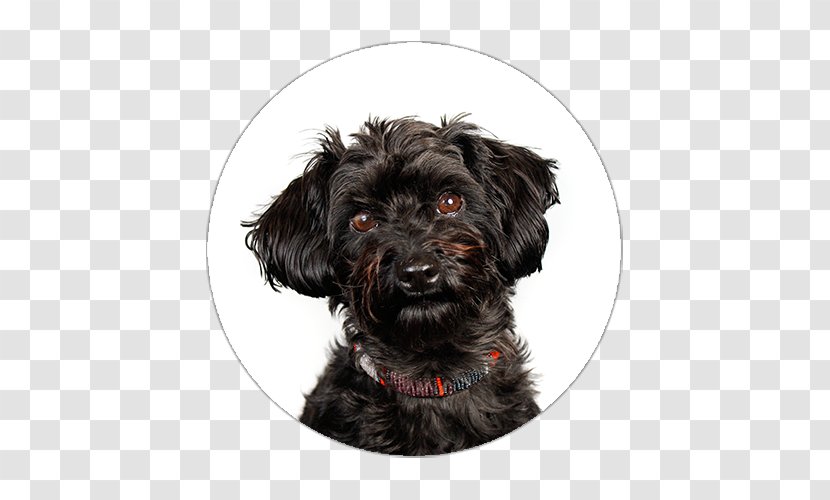 Miniature Schnauzer Schnoodle Affenpinscher Glen Havanese Dog - Poodle Crossbreed - Puppy Transparent PNG