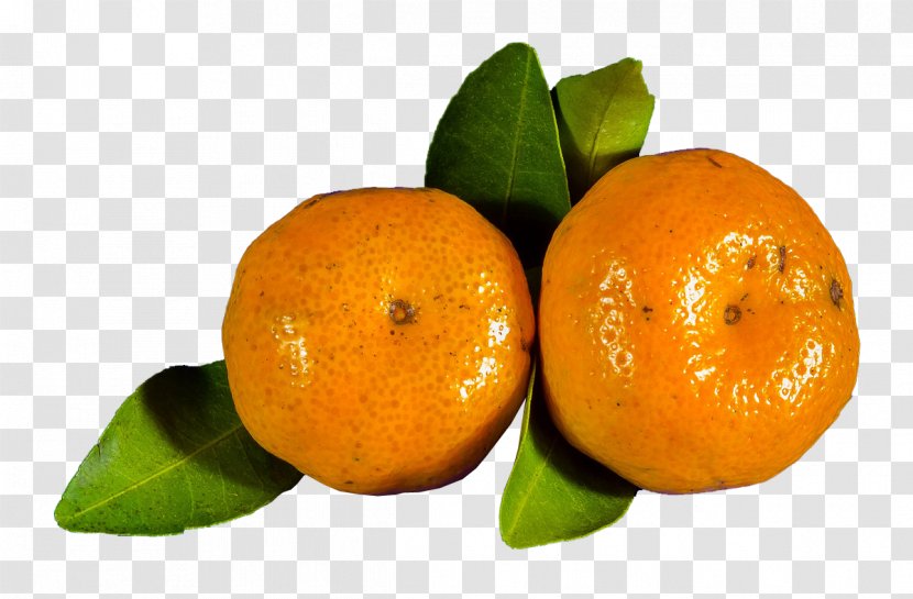 Orange Juice Clementine Blood Mandarin - Tangelo - Oranges Transparent PNG
