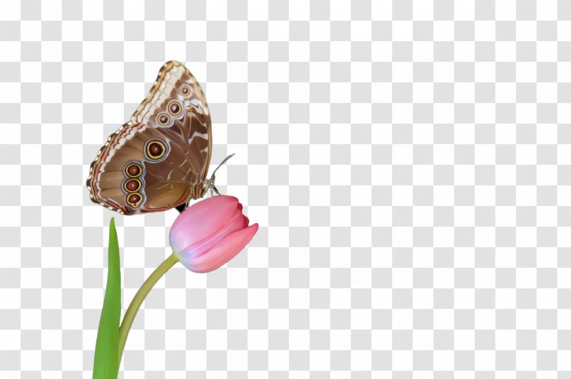 Butterfly Insect Moths And Butterflies Pollinator Brush-footed - Plant - Flower Coenonympha Transparent PNG