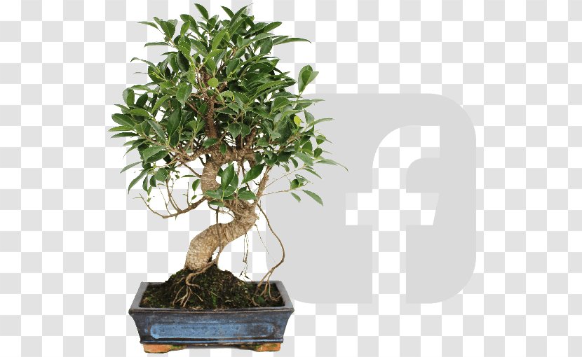 Chinese Sweet Plum Tree Vermouth Flowerpot Bonsai - Los Secretos Transparent PNG