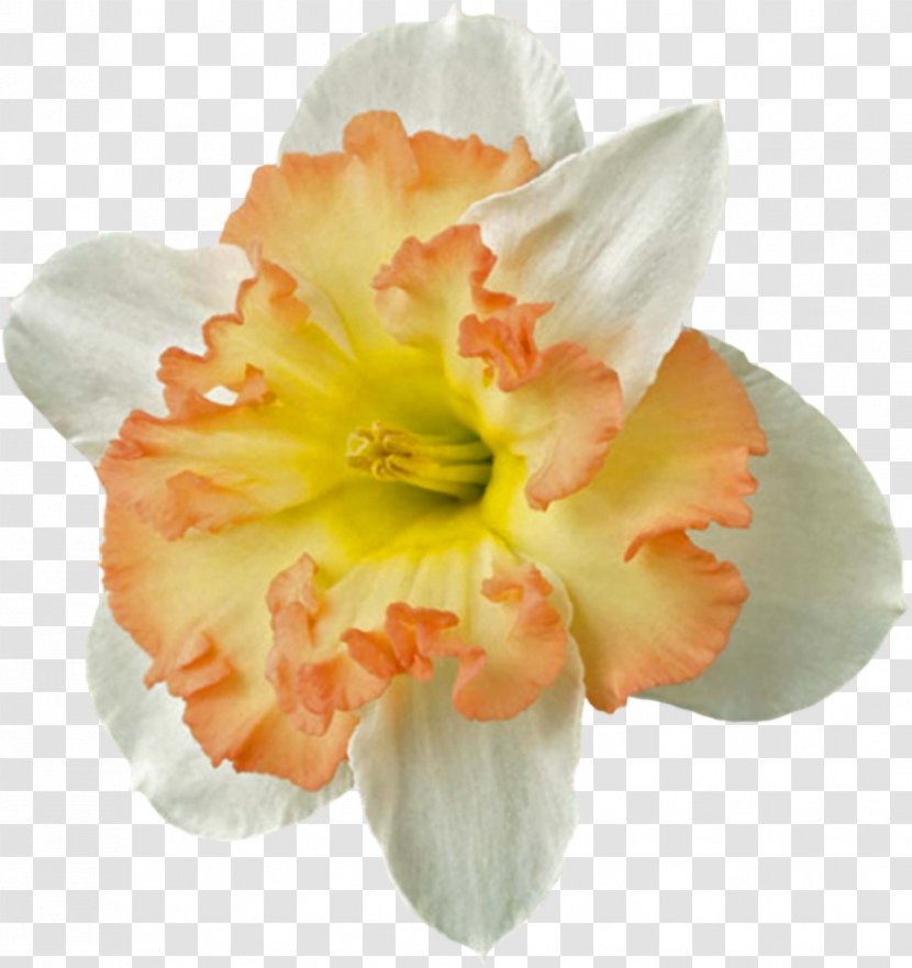 Bulb Flower Jonquil Zazzle Paper - Flowering Plant Transparent PNG