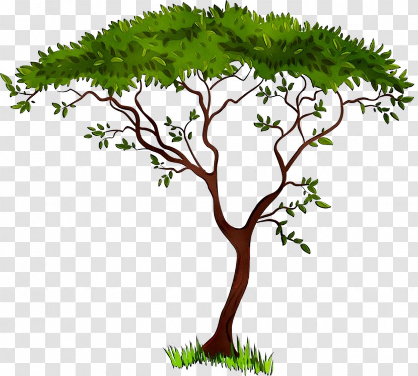 Clip Art Image Vector Graphics Tree - Woody Plant - Houseplant Transparent PNG