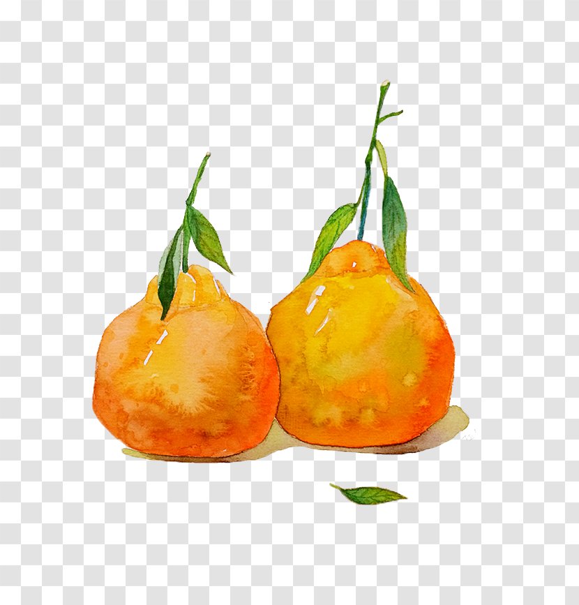 Two Hand-painted Oranges - Food - Vegetarian Transparent PNG