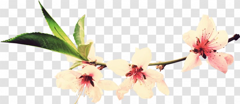 Salon Tsentr Krasoty Mane Master Tat'yana Manicure Cosmetology Flower - Blossom - Cherry Transparent PNG