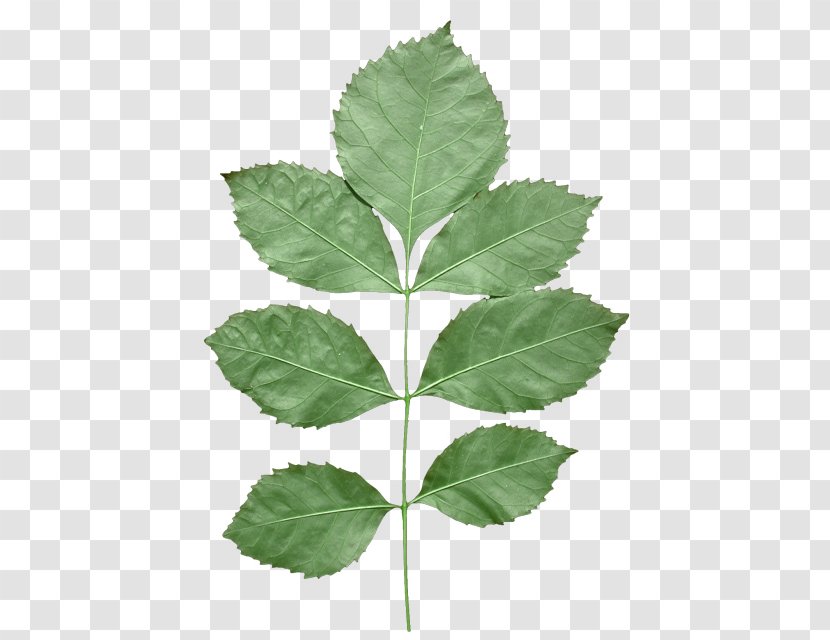 Leaf Texture Mapping Alpha Compositing Transparent PNG