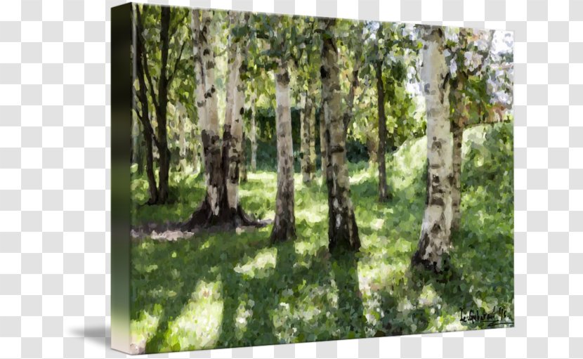 Temperate Broadleaf And Mixed Forest Birch Woodland Landscape - Botanical Garden Transparent PNG