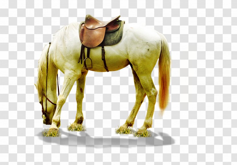 Horse Download - Pony - Whitehorse Transparent PNG