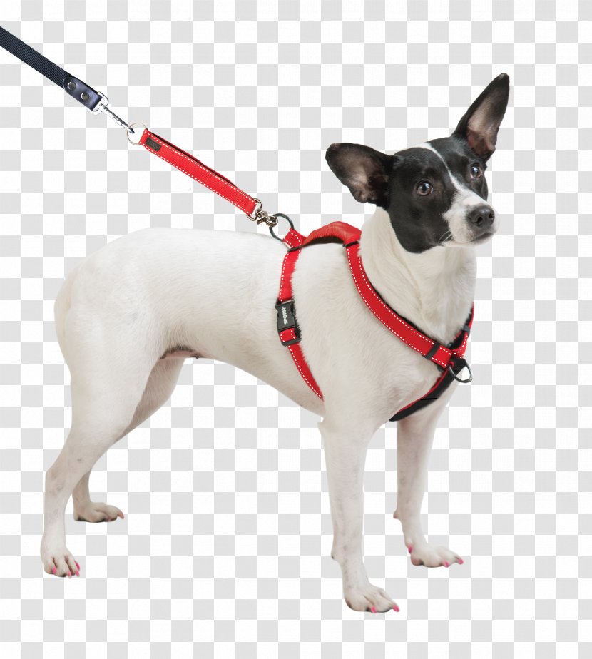 Dog Breed Toy Fox Terrier Miniature Harness Rat - Snout Transparent PNG