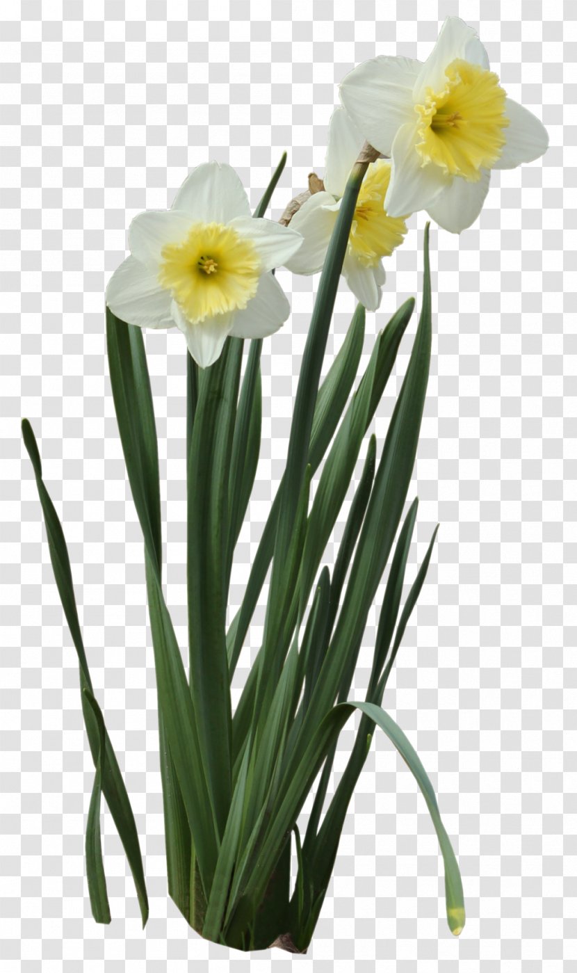 Narcissus Pseudonarcissus Tazetta I Wandered Lonely As A Cloud - Daffodils Picture Transparent PNG