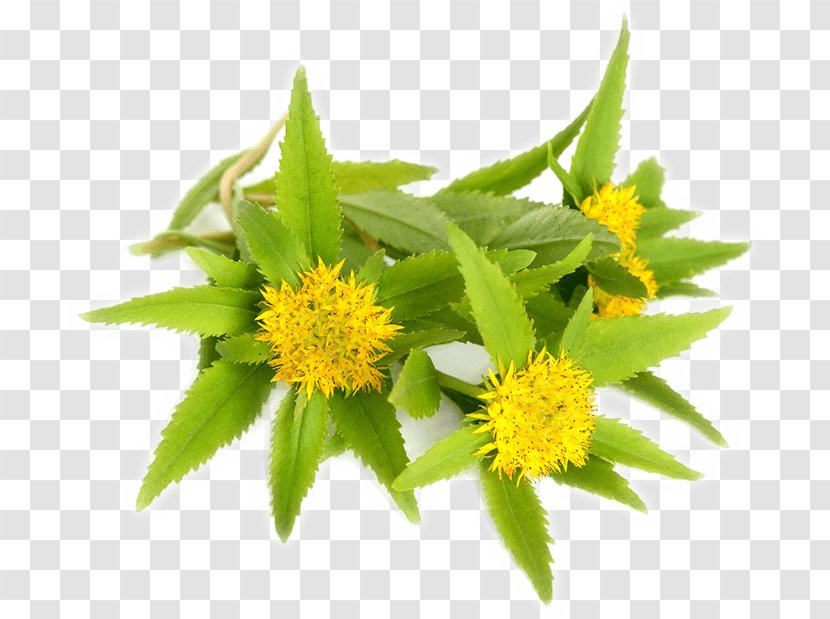 Dietary Supplement Rhodiola Rosea Adaptogen Rennet Herb - Plant Transparent PNG