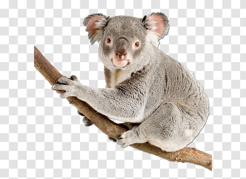 Koala Bear Stock Photography Australia Royalty-free - Cuteness Transparent PNG