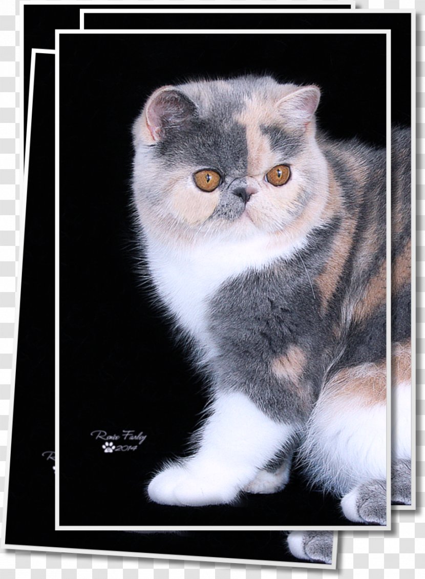 Exotic Shorthair Persian Cat American Wirehair European British Semi-longhair - Whiskers - Kitten Transparent PNG