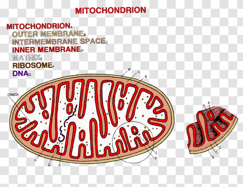 Chloroplast Mitochondrion Coloring Book Adenosine Triphosphate - Color - Mitochondria Transparent PNG