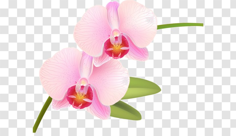 Orchids Vector Graphics Phalaenopsis Equestris Illustration Flowering Plant - Magenta - Blanc Transparent PNG