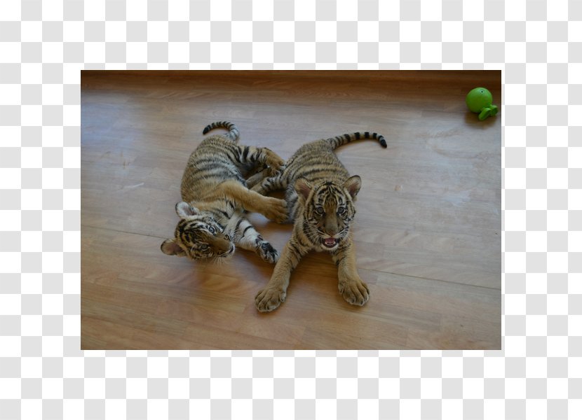 Virginia Zoological Park Cat Baby Tigers Malayan Tiger Lion - Metal Transparent PNG