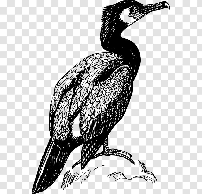 Cormorant Bird Clip Art - Of Prey Transparent PNG