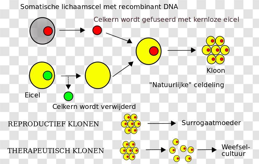 Human Cloning Somatic Cell Nuclear Transfer Stem DNA - Diagram - Downy Transparent PNG