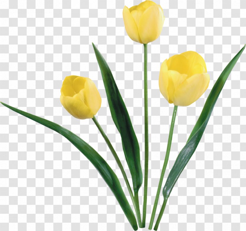 Tulip Flower Clip Art - Floral Design - Tulips Transparent PNG