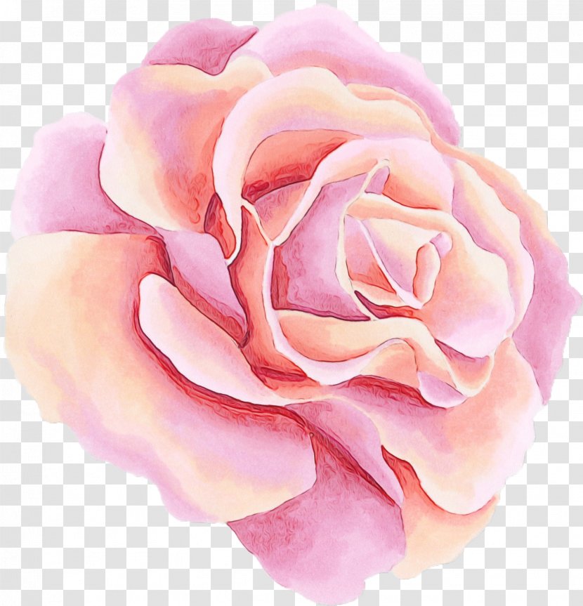 Garden Roses - Rose Family - Plant Floribunda Transparent PNG