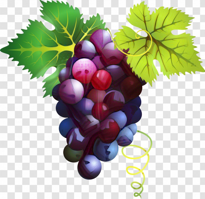 Leaves Background - Vitis - Flower Grape Seed Extract Transparent PNG