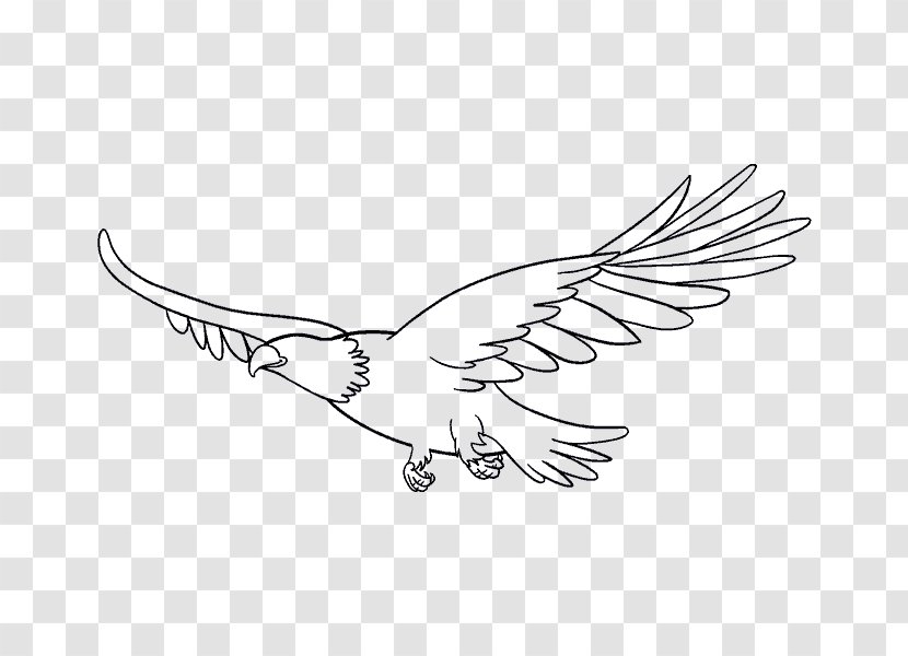 Bald Eagle Bird Drawing - Artwork Transparent PNG