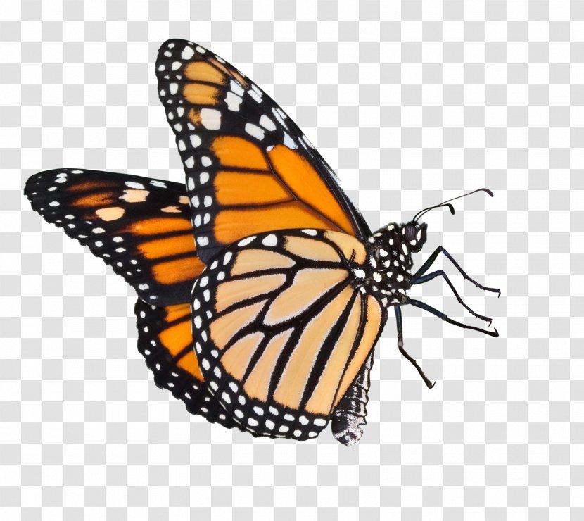 Butterfly Weed Insect How To Raise Monarch Butterflies: A Step-by-step Guide For Kids - Biological Life Cycle - Butterflies Icon Download Transparent PNG