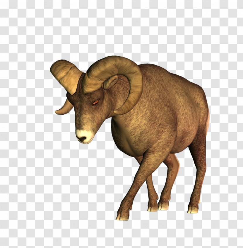 Barbary Sheep Cattle - Bighorn Transparent PNG