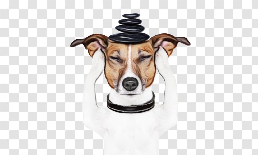 Dog Sitting - Whippet - Russell Terrier Brazilian Transparent PNG