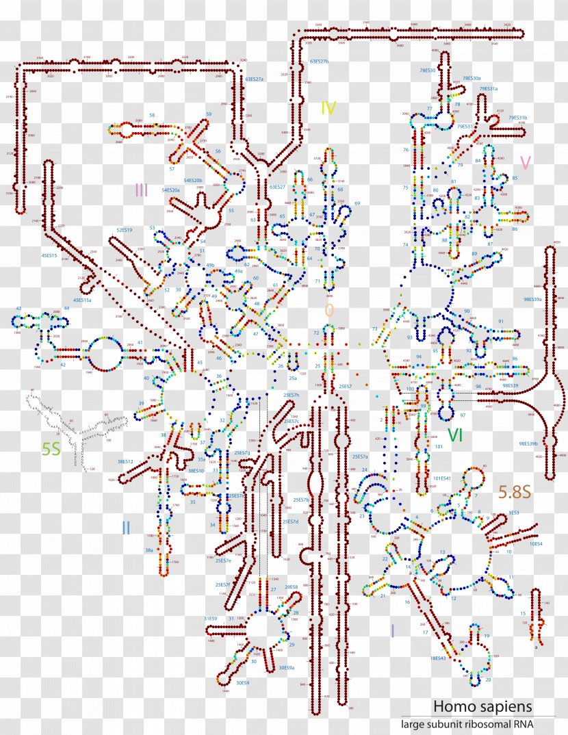 Diagram Point 28S Ribosomal RNA Contour Line Transparent PNG